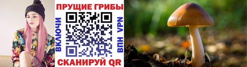 где купить наркоту  Верхний Тагил  Галлюциногенные грибы Cubensis 